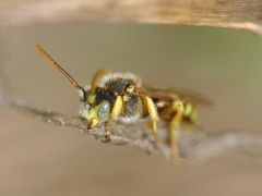 Nomada lathburiana